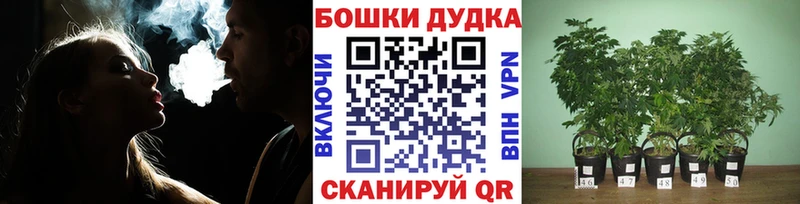 Шишки марихуана гибрид  наркотики  Кондрово 